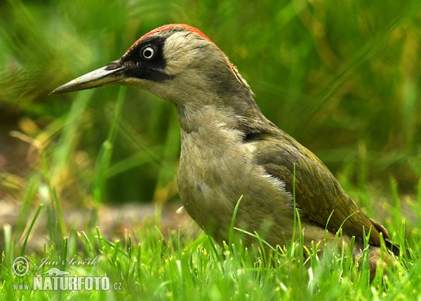 Burung Belatuk Sisik