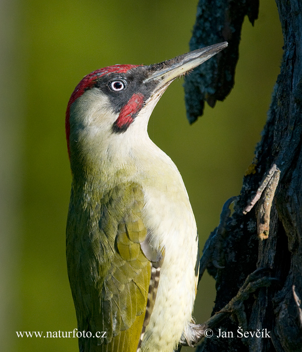 Burung Belatuk Sisik