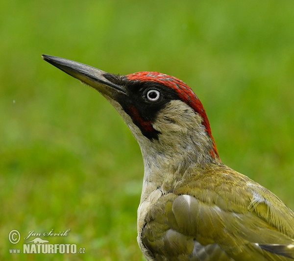 Burung Belatuk Sisik