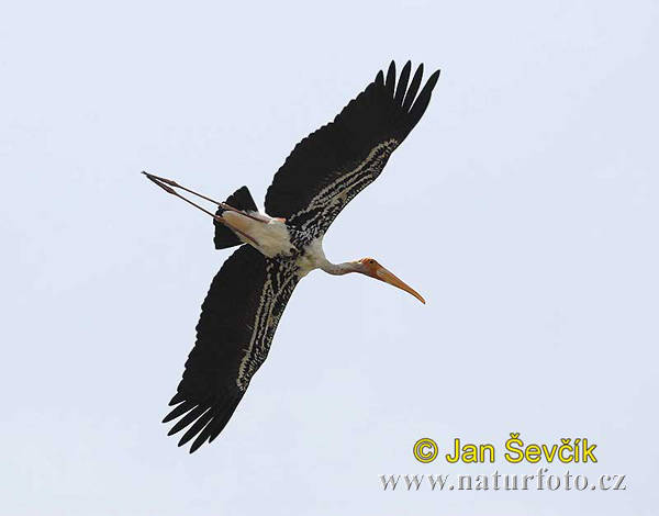 Burung Botak Padi