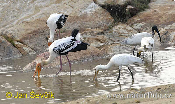 Burung Botak Padi