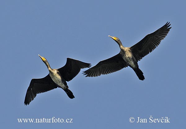 Burung Dendang Air