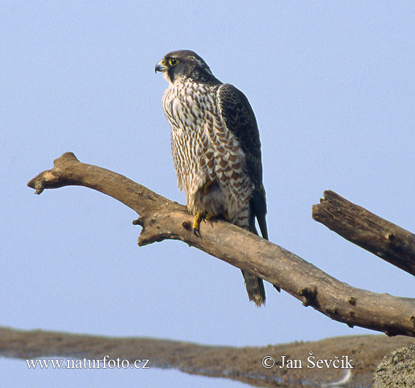 Burung Falko Belalang