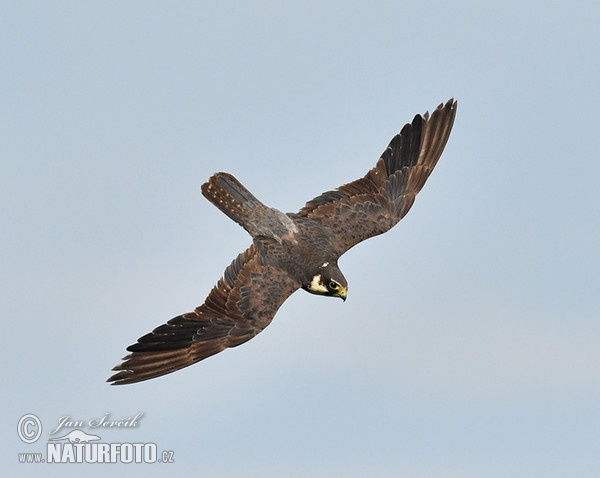 Burung Falko Hobi Utara