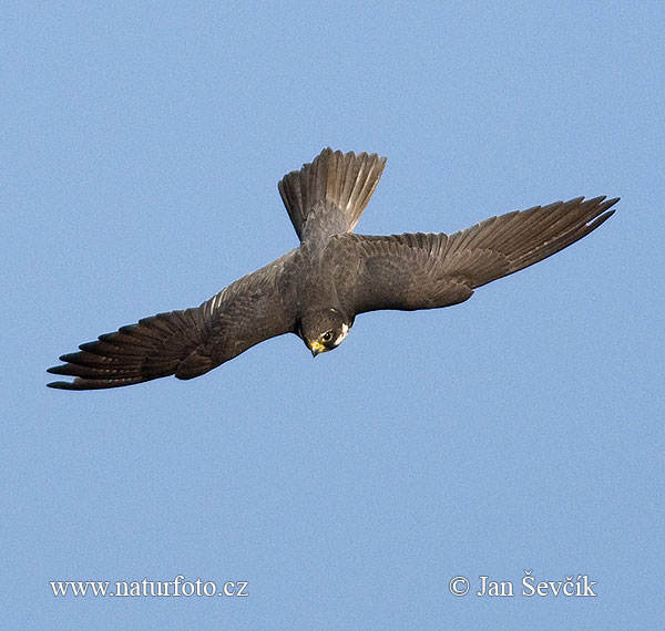 Burung Falko Hobi Utara