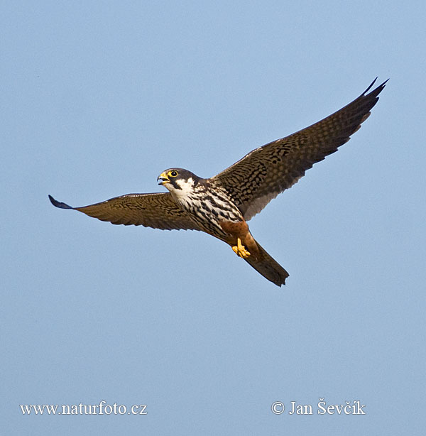 Burung Falko Hobi Utara