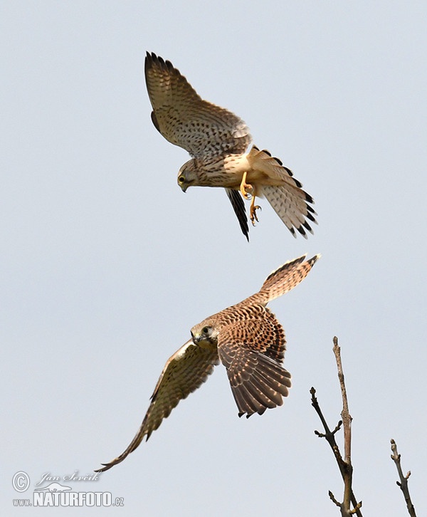 Burung Falko Serani