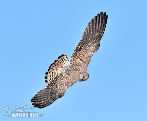 Burung Falko Serani