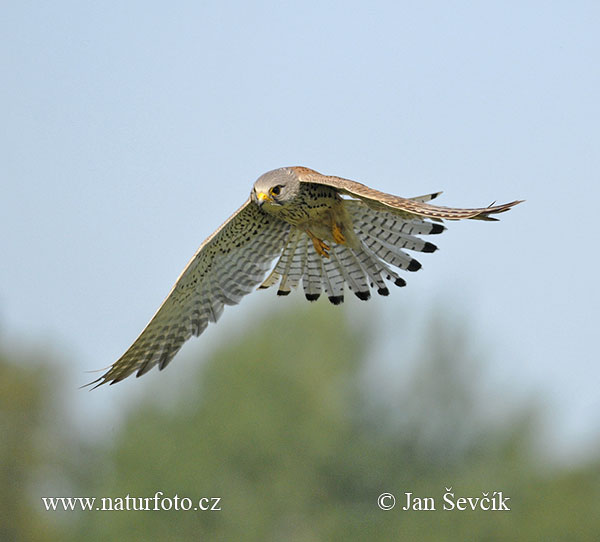 Burung Falko Serani