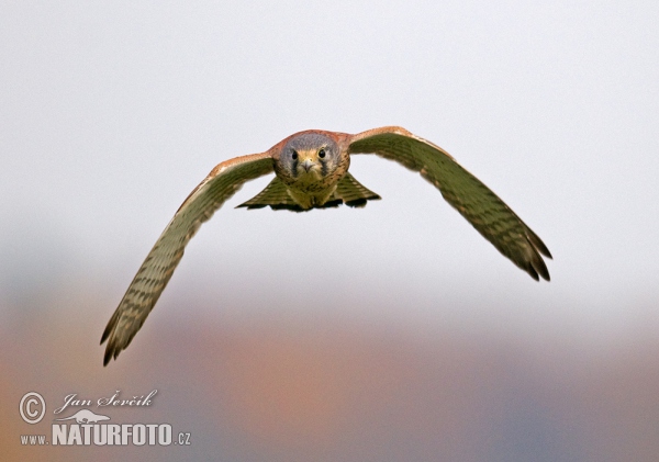 Burung Falko Serani