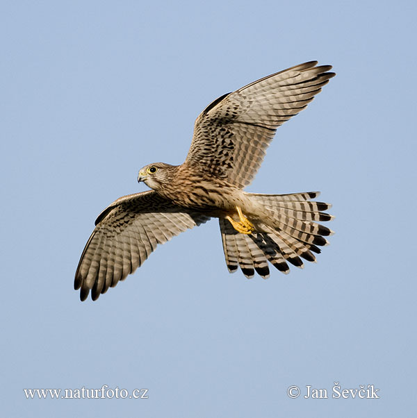 Burung Falko Serani