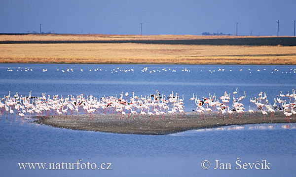 Burung Flamingo Besar