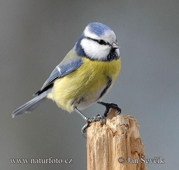 Burung gelatik biru