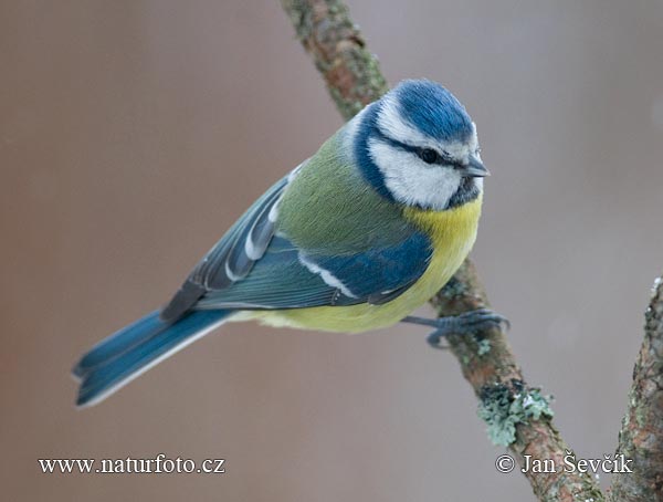 Burung gelatik biru