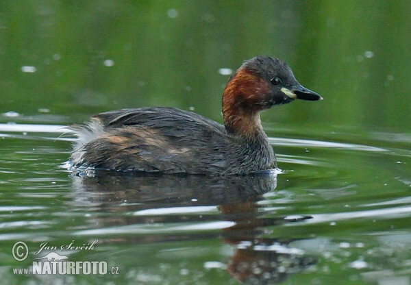 Burung Grebe Kecil