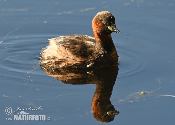 Burung Grebe Kecil