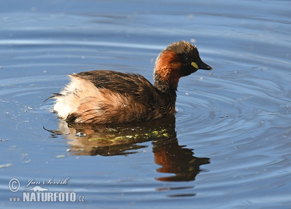 Burung Grebe Kecil