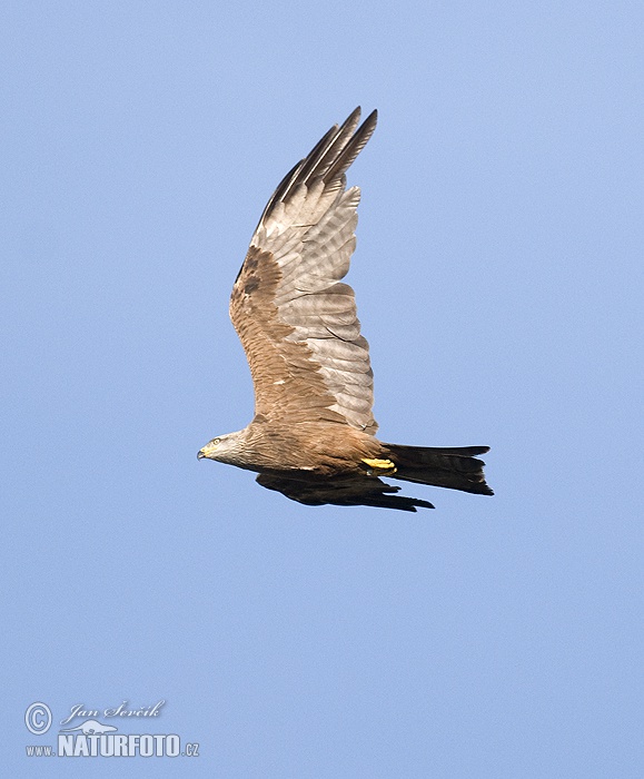 Burung Helang Kembara Hitam