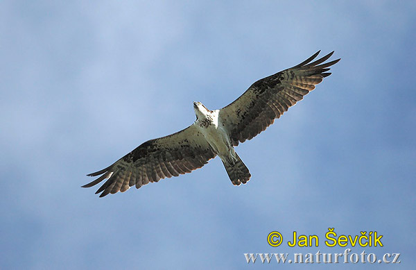 Burung Helang Tiram