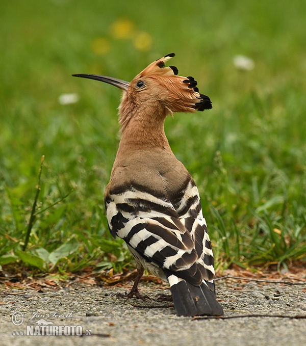 Burung hud-hud