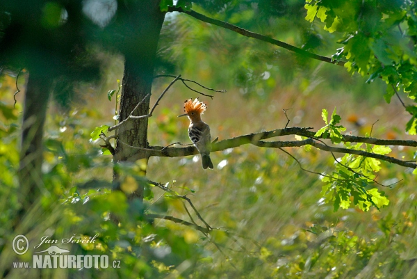 Burung hud-hud