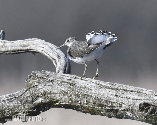 Burung Kedidi Hijau