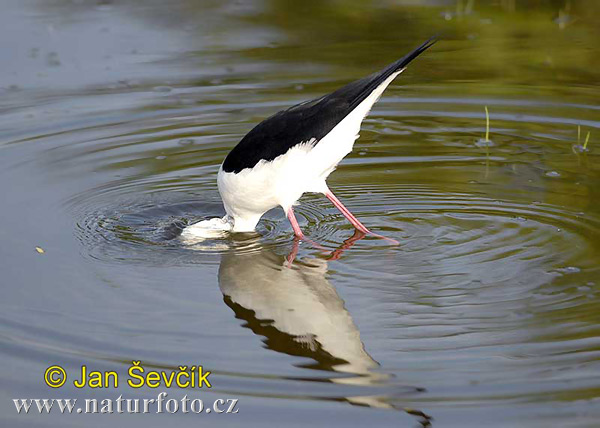 Burung Kedidi Kaki Panjang