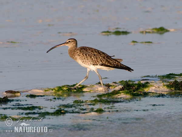 Burung Kedidi Pisau Raut