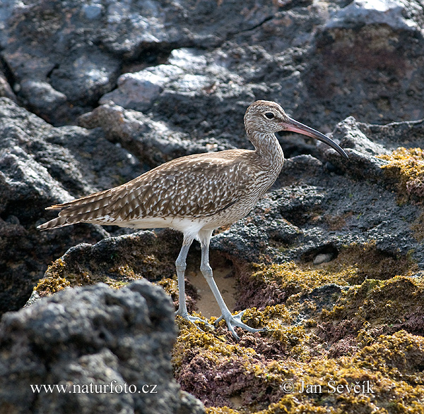 Burung Kedidi Pisau Raut