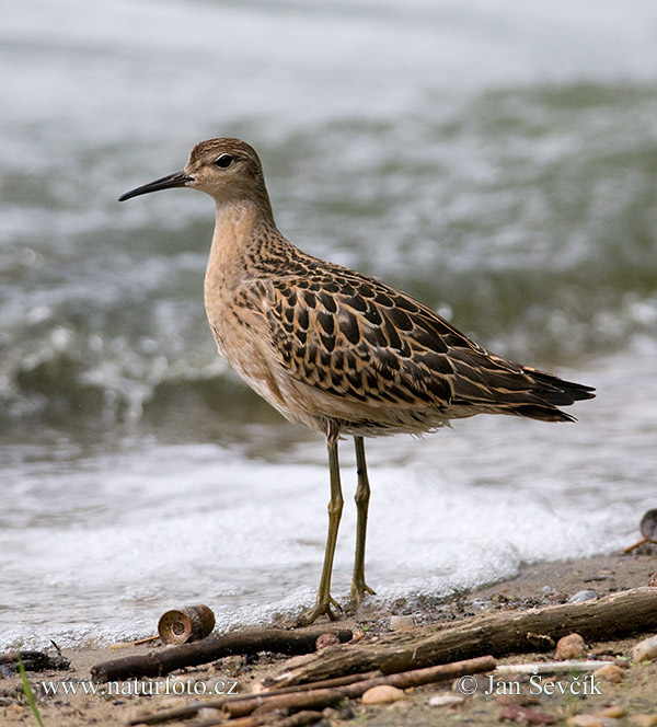 Burung Kedidi Ropol