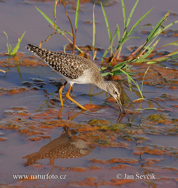 Burung Kedidi Sawah