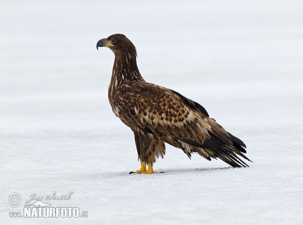 Burung Lang Ekor Putih