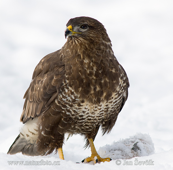 Burung Lang Gempal