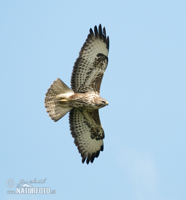 Burung Lang Gempal