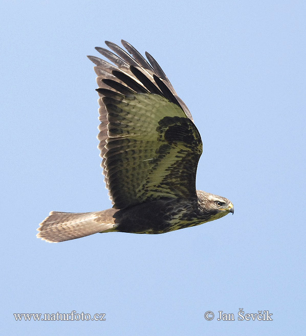 Burung Lang Gempal