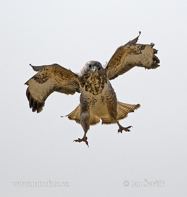 Burung Lang Gempal