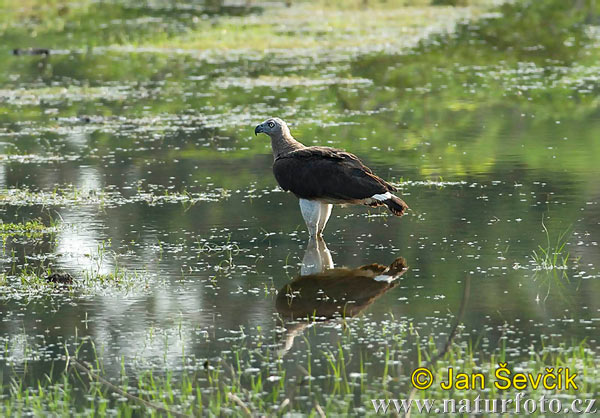 Burung Lang Kepala Kelabu