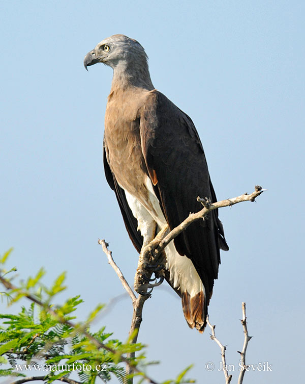 Burung Lang Kepala Kelabu