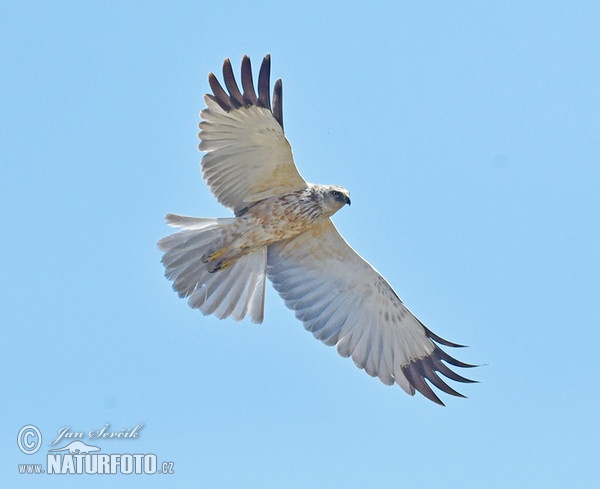 Burung Lang Kepala Putih