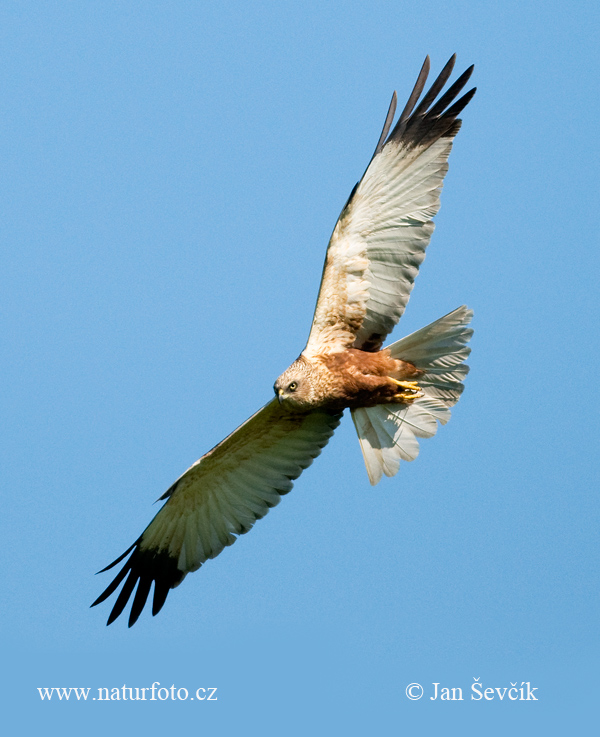 Burung Lang Kepala Putih