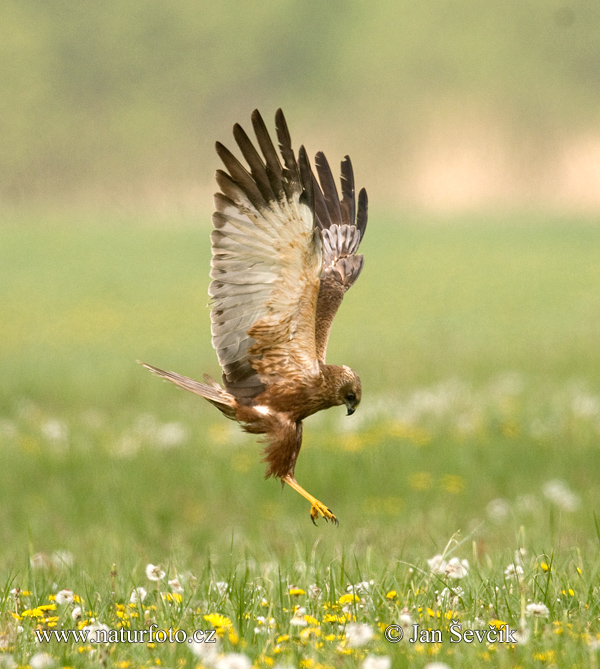 Burung Lang Kepala Putih