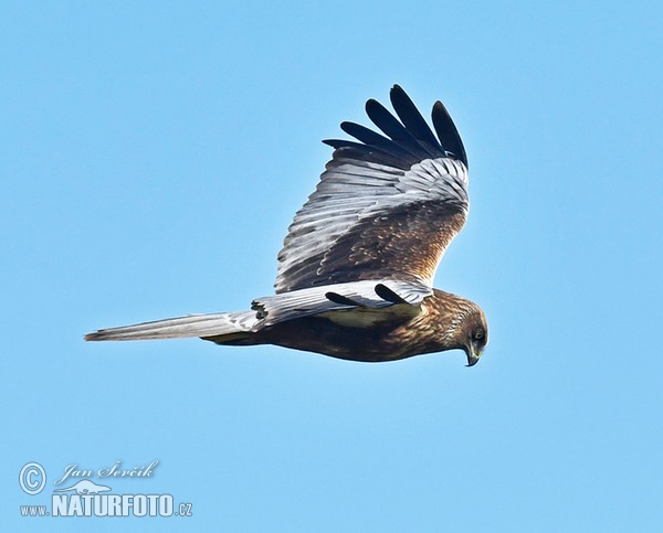 Burung Lang Kepala Putih