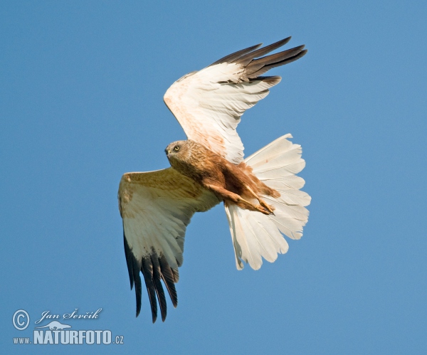 Burung Lang Kepala Putih