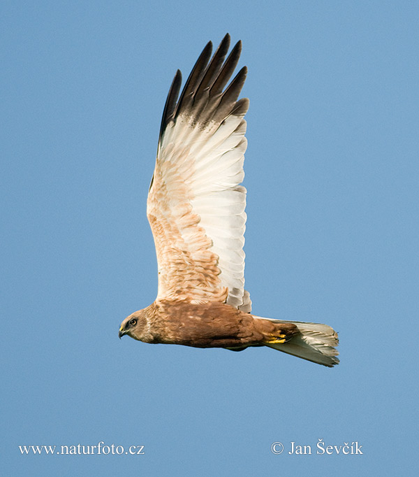 Burung Lang Kepala Putih