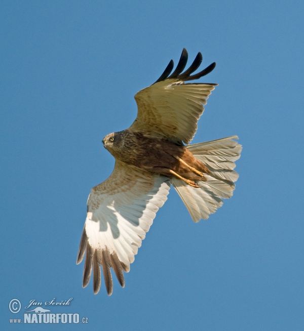 Burung Lang Kepala Putih