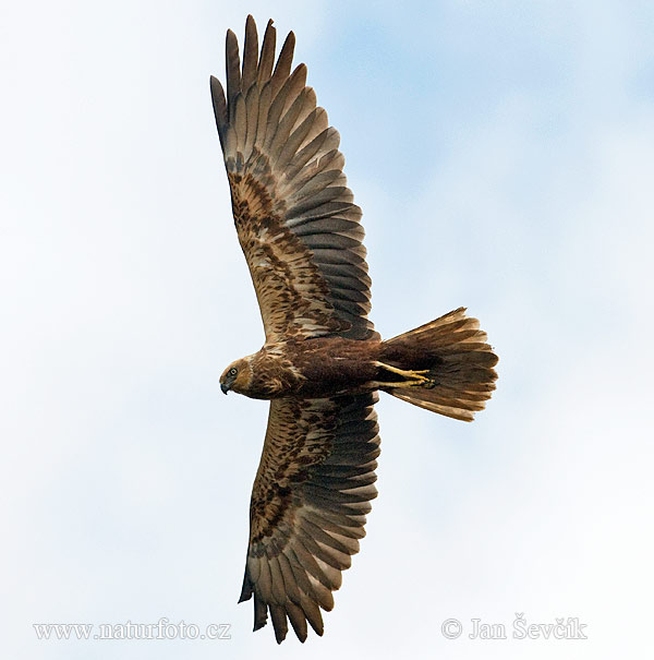 Burung Lang Kepala Putih