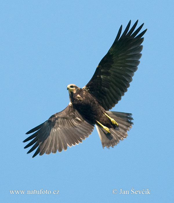 Burung Lang Kepala Putih