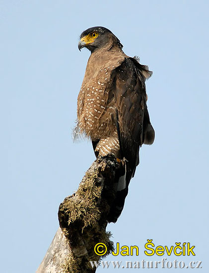 Burung Lang Kuik