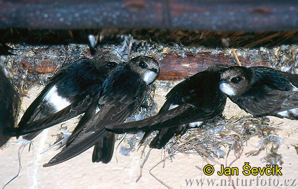 Burung Layang-layang Rumah
