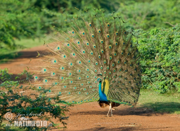 Burung Merak Biru